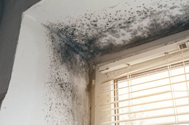 Affordable Basement Mold Removal solutions in Upperstrasburg, PA